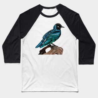 Superb starling Baseball T-Shirt